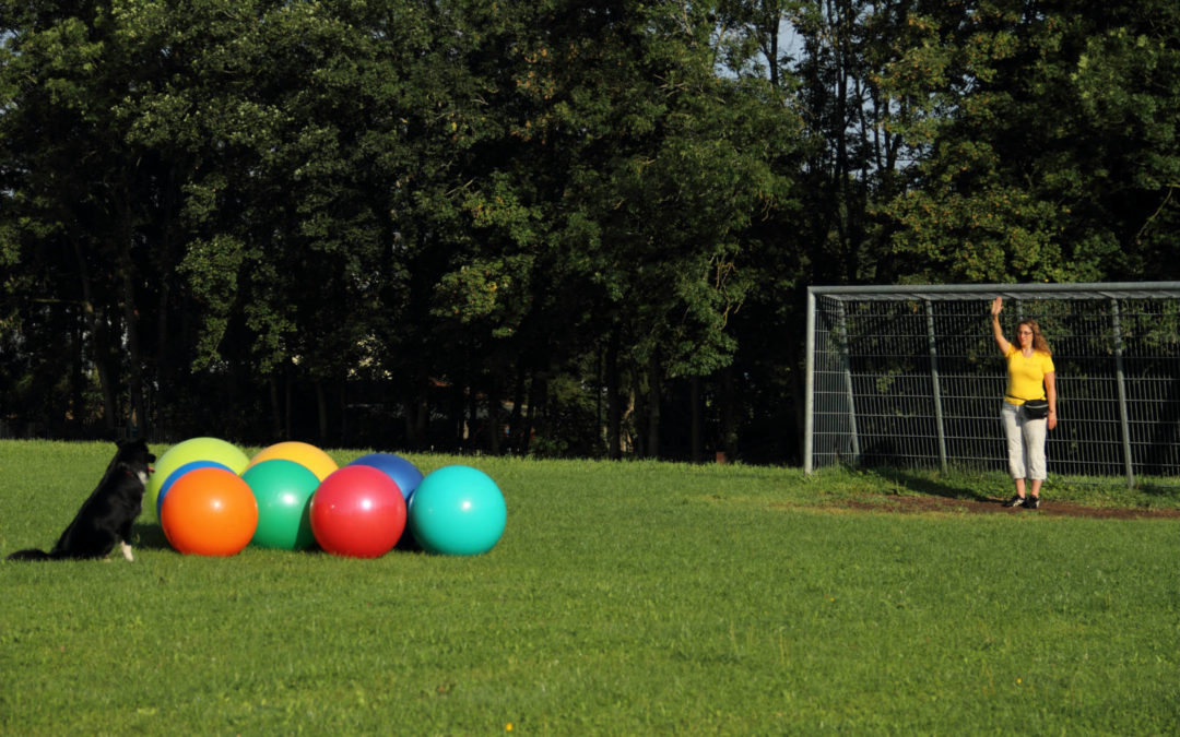 Treibball-Turnier am 19. September 2020 in Schirmitz bei 92637 Weiden in der Oberpfalz