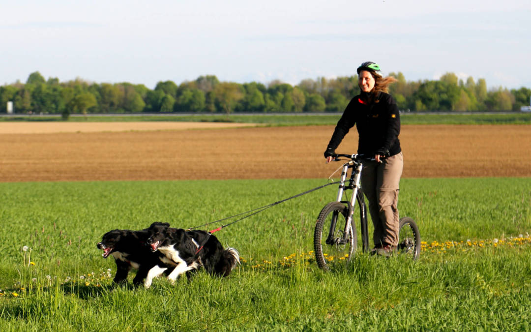 Seminar – Zughundesport / Dog-Scootering am 13. September 2020 in 85551 Kirchheim bei München