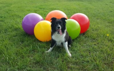 Die Treibball-Challenge “Reise zu den olympischen Treibball-Spielen” – Mitmach-Aktion – Teil 4/4