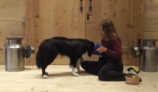 Einen Hundetrick lernen (freie Auswahl) – Bild 6
