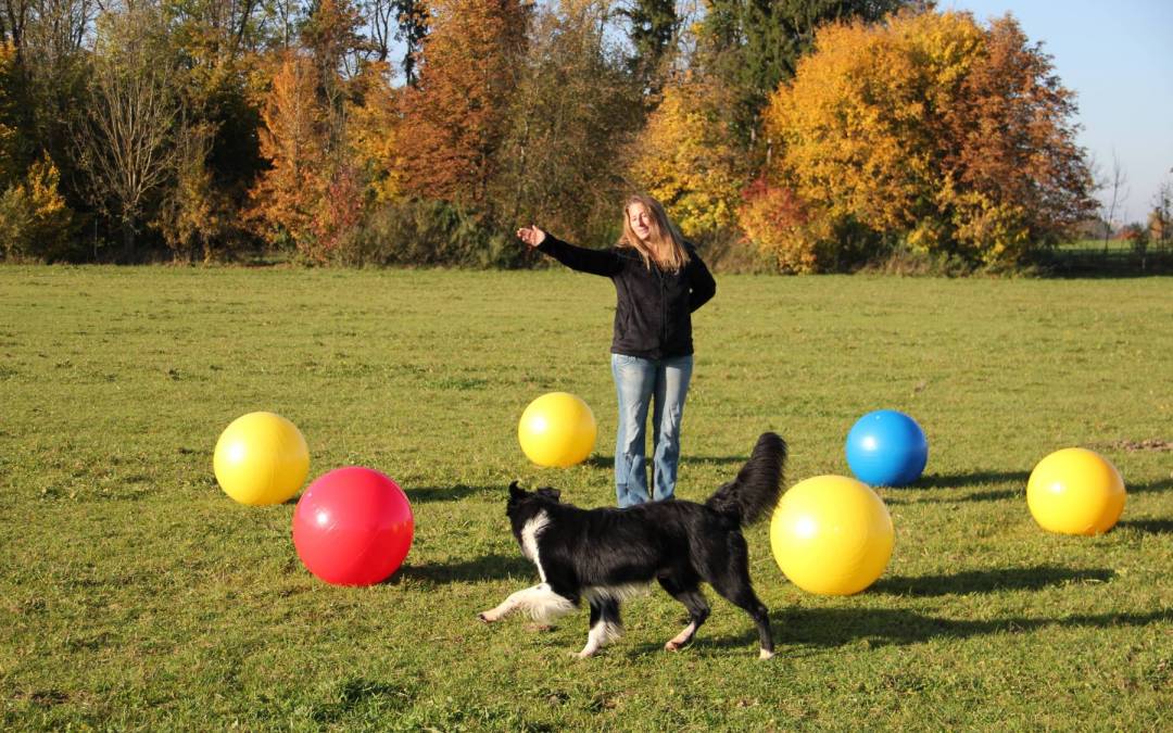 Seminar Kreatives Longieren und Treibball am 19./20 September 2026 in 89547 Gerstetten