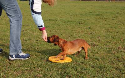 Clicker, Marker, Lobworte und die Wahl der passenden Belohnung für Deinen Hund