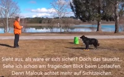 Signalkontrolle beim Treibball – Oder: Mein Hund macht ständig Fehler im Training… oder vielleicht auch ich???