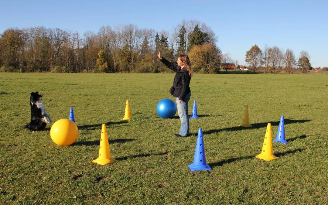 Seminar Treibball und kreatives Longieren am 11.-12-06.2022 in 56825 Gevenich