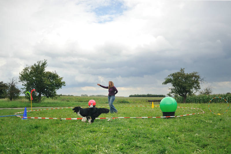 Seminar Treibball und Longieren für Anfänger und leicht Fortgeschrittene am 22./23. August 2020 in 2102 Hagenbrunn (Österreich, bei Wien)