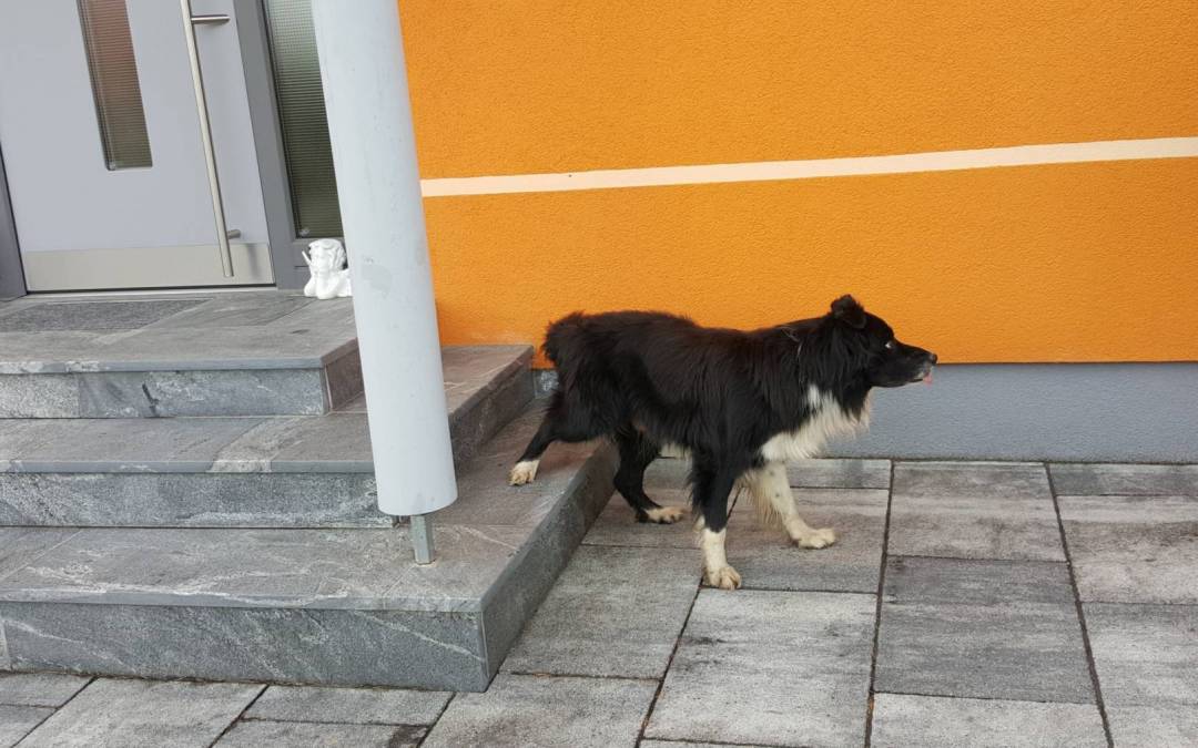 Minikurs – 3 Hundetricks zum Rückwärtsgehen für Beginner