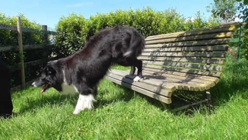 Zwei Minikurse zur Wahl – mit Hundetricks rund ums Rückwärtsgehen – Bild 3