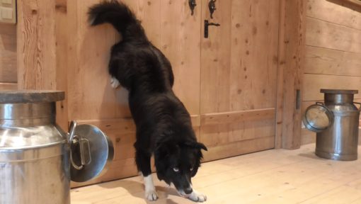 Zwei Minikurse zur Wahl – mit Hundetricks rund ums Rückwärtsgehen – Bild 4