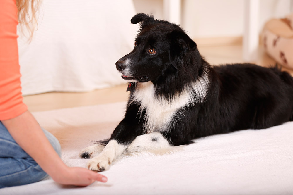 Mehrere Hundetricks lernen und dadurch mehr Spaß und Erfolg im Training – auch mit Zappelhunden und Energiesparmodellen