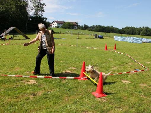 Longieren - Aufpreis für Feedback zum 2. Hund im betreuten Kurs