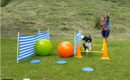 Treibball - Hund springt über Hürden zu den Treibbällen