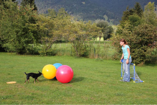 Treibball Kurs B - Bleib am Ball und werdet zu Ballkünstlern | Selbstlernkurs