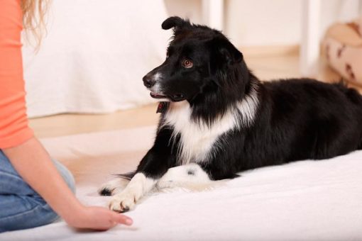 Einen Hundetrick lernen (freie Auswahl) – Bild 2