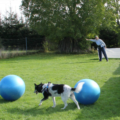 Treibball Kurs B - Bleib am Ball und werdet zu Ballkünstlern | Selbstlernkurs