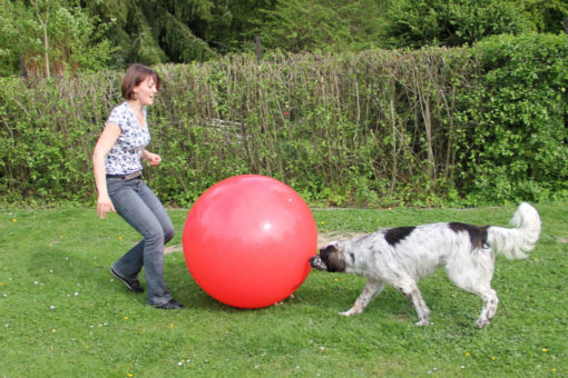 Treibball Kurs A | Anfängerkurs - Die Basics von Grund auf lernen | Selbstlernkurs