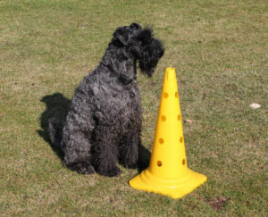 Treibball - Übung Anker - Hund sitzt hinter einer Pylone