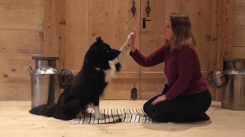 Seminar Hundespiele für Zuhause, Tricktraining und Dogdance am 2./3. April 2022 in 74831 Gundelsheim