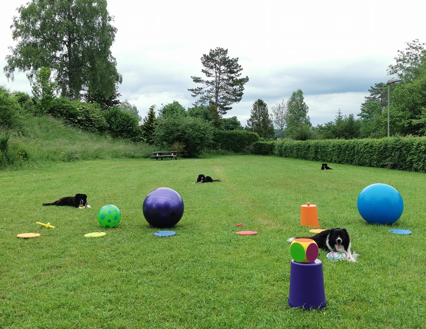 Impulskontrollspiel mit Farbwuerfel und Targets