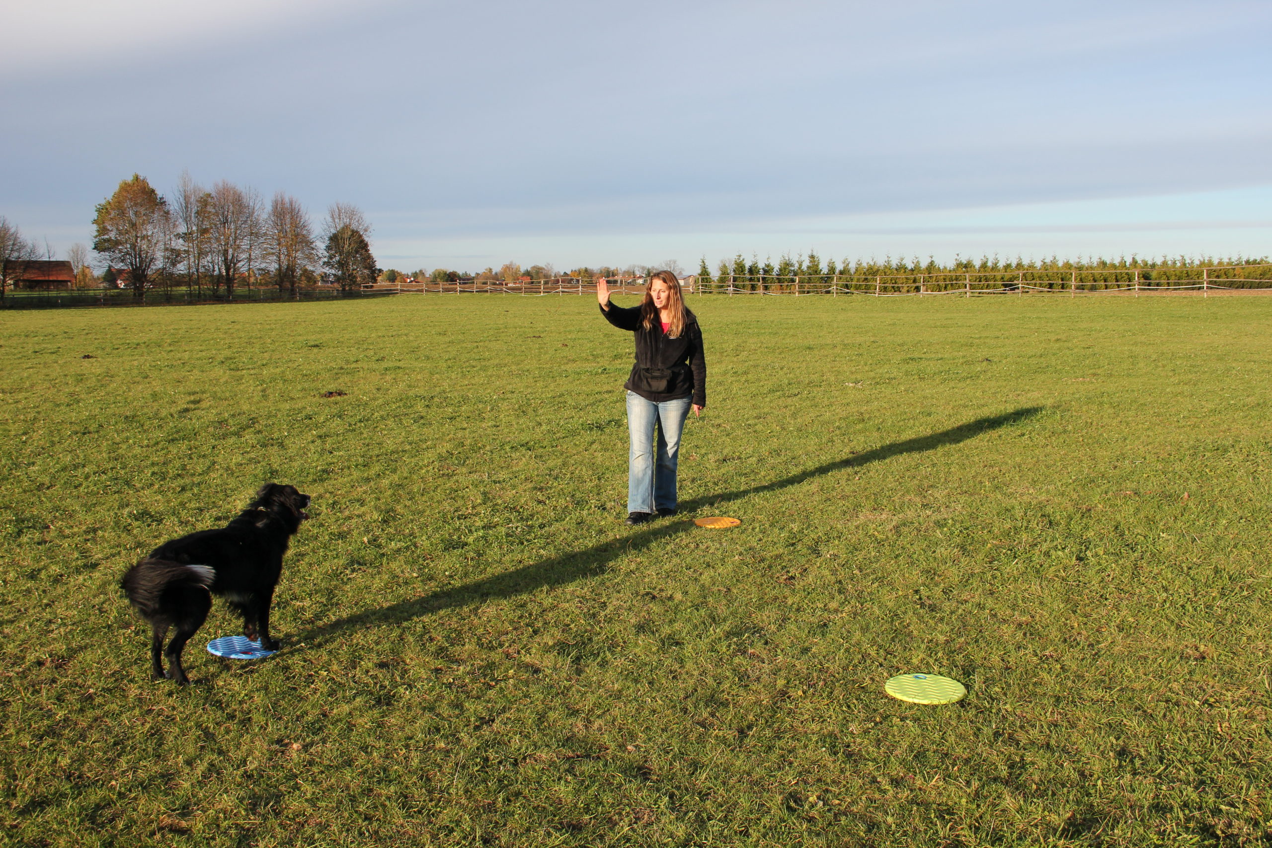 Treibball Übung mit Targeta Hund steht auf einer Targetscheibe und wartet aufs nächste Signal