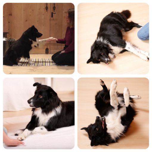 Vier Trick-Klassiker: PENG, Criss-Cross, Hands up und die Rolle
