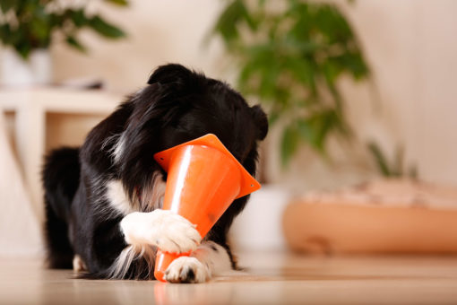Einen Hundetrick lernen (freie Auswahl) – Bild 7
