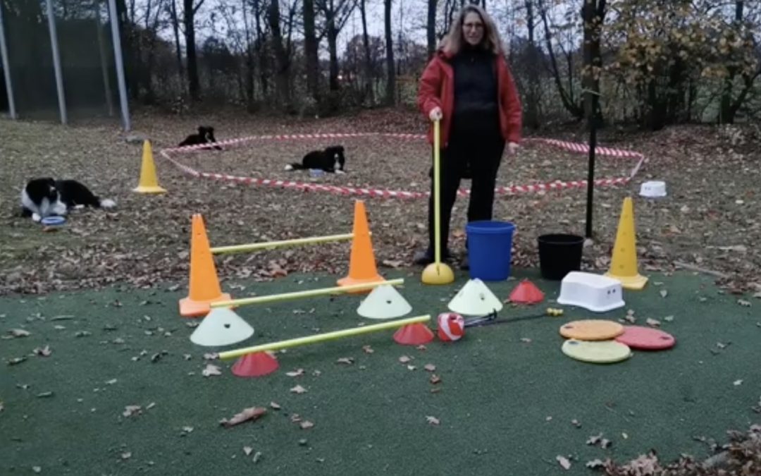 Grundausstattung fürs Longieren mit Hund