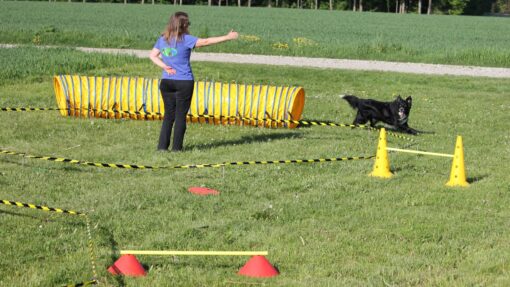 CLUB: Kreatives Longieren und KreaDiNA - (monatliche zahlweise) – Bild 4