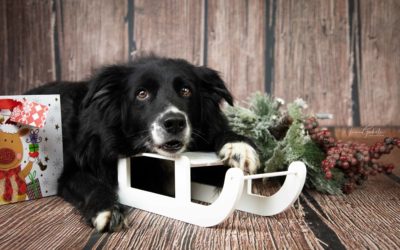 Hundespiele für Zuhause und unterwegs