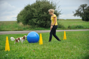 Treibball - Hund lernt lenken
