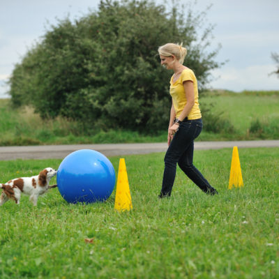 Treibball - Hund lernt lenken