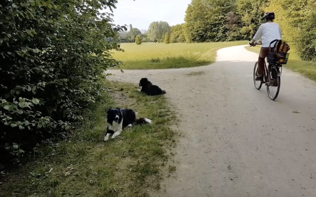 Hunde liegen entspannt am Wegesrand während ein Radfahrer vorbei fährt.