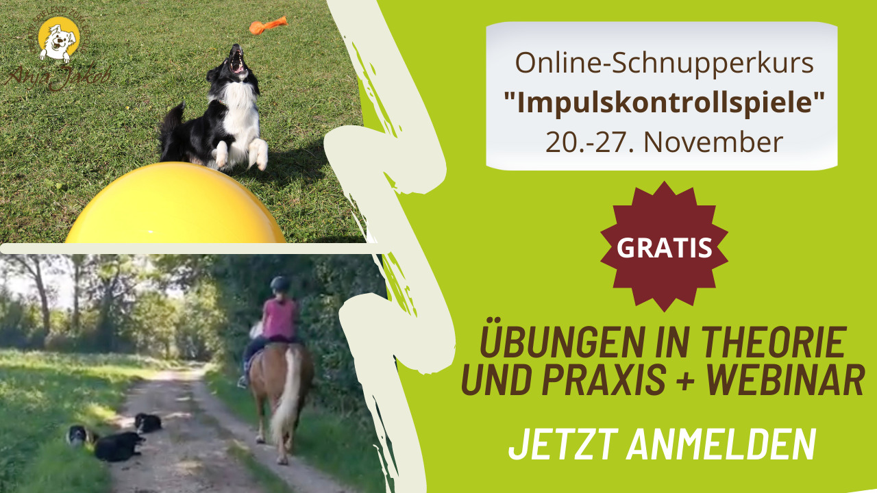 Ausschreibung gratis Schnupperkurs Impulskontrollspiele