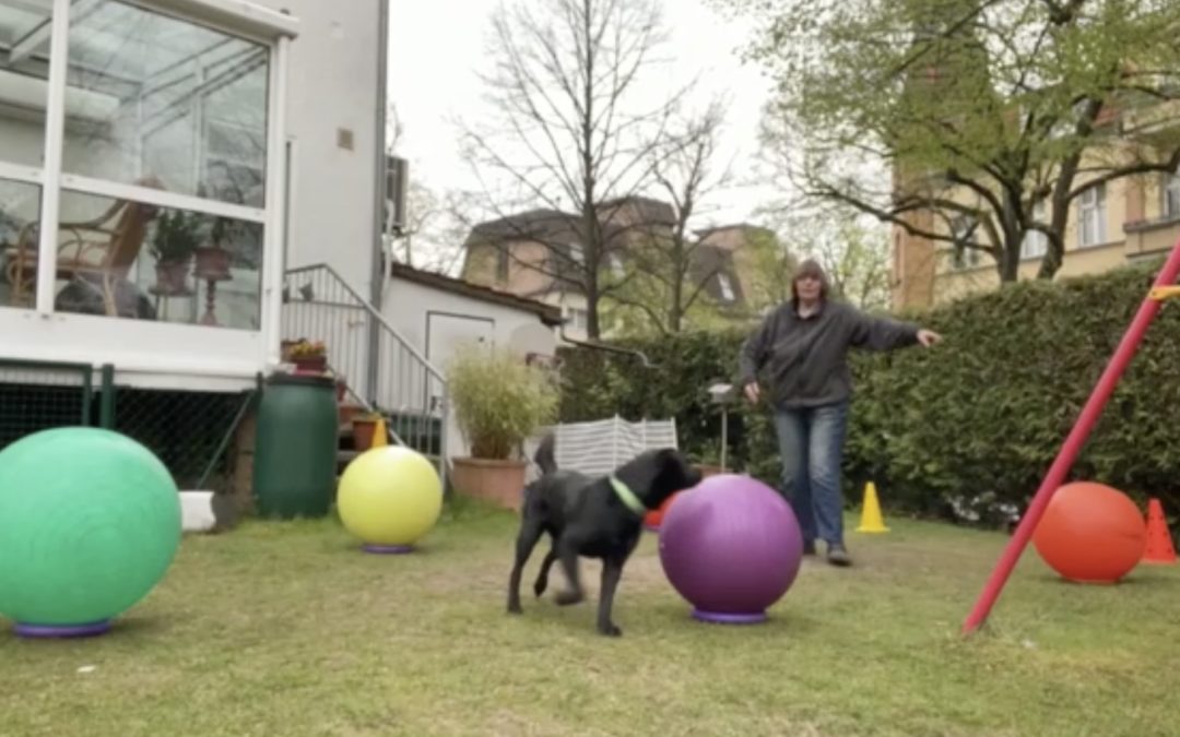 Labradormädchen Jette spielt Treibball mitten in Berlin im Garten und beim Gassi gehen