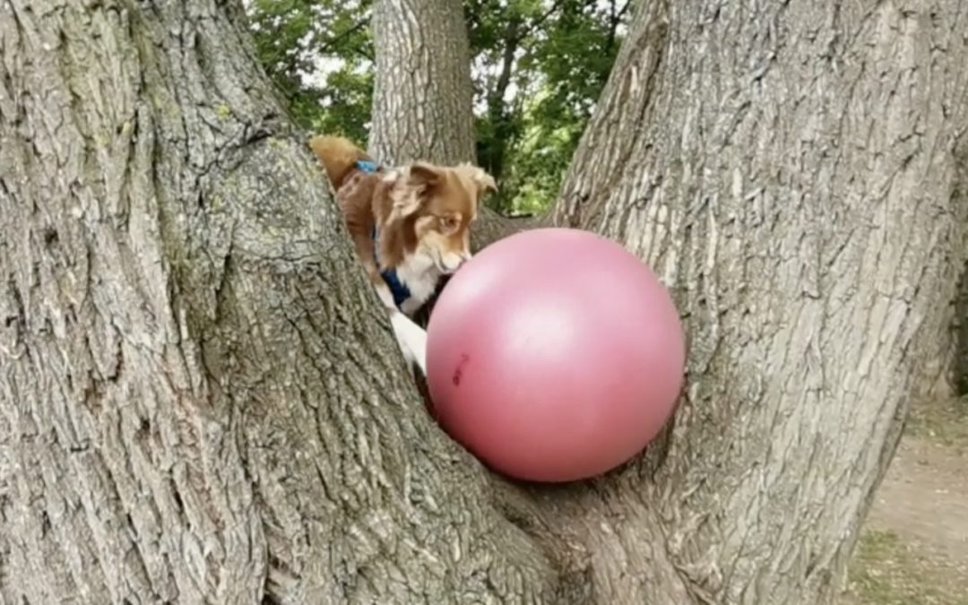 Treibball Indoor, im Garten und Outdoor mit Aussie Moccacina