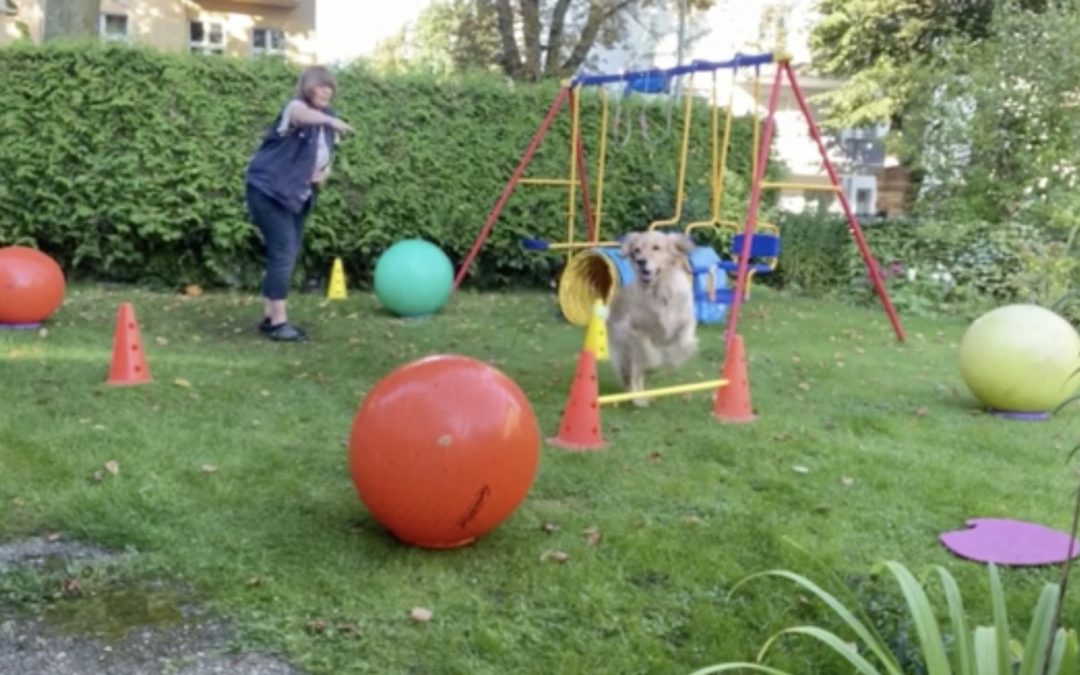 Golden Retriever Rieke hat viel Spaß mit Treibball Varianten im Garten