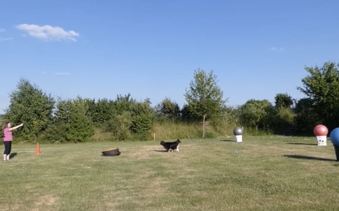 Fortgeschrittene Treibball Spiele mit Sheltie “Jack”