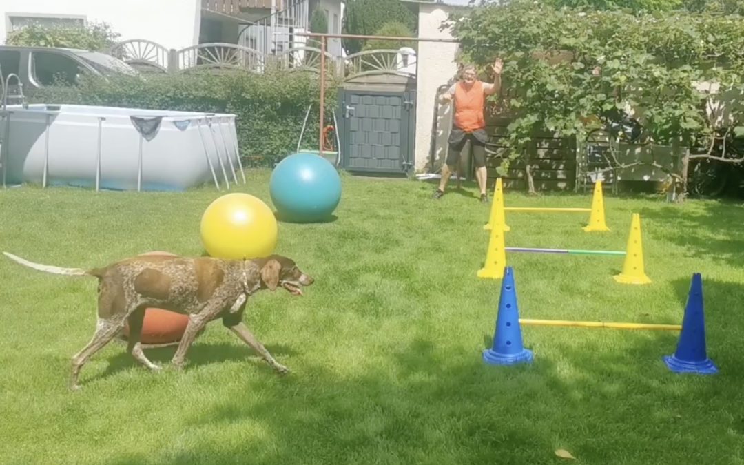 Jagdhunde auslasten und beschäftigen – mit dem kreativen Hundesport Treibball