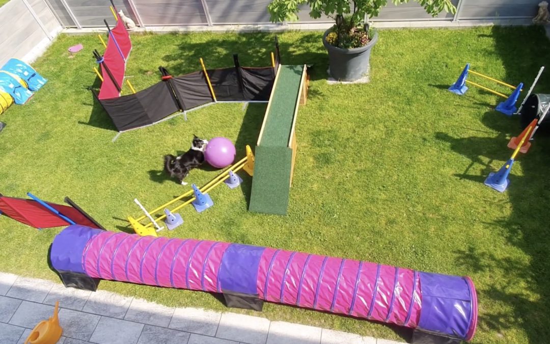 Border-Collie kreativ beschäftigen – mit Treibball im Garten und in der Natur