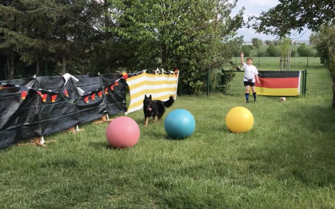 Die Treibball-Spiele und Varianten “Fussball” und “Volleyball”