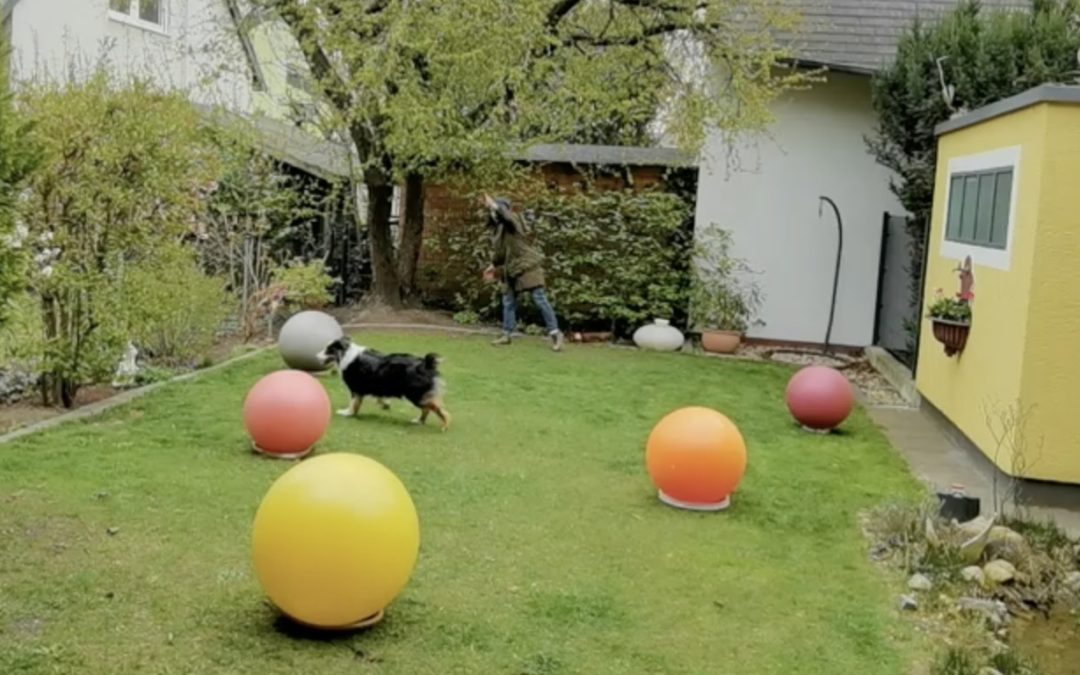 Impulskontrolle beim Australian Shepherd in Verbindung mit Treibball