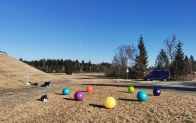 Treibball Aufgabe – Der Schneemann – im Rahmen der Treibball Open
