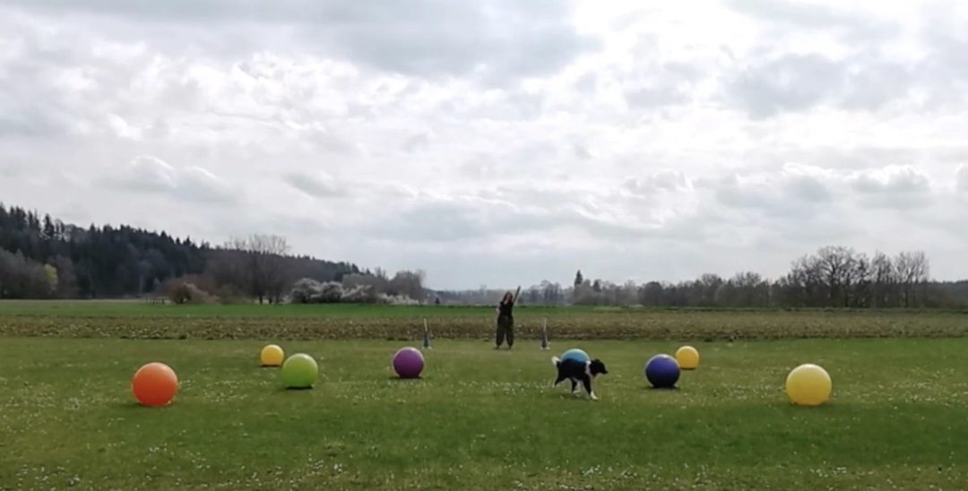 Merlin, Malouk, Milino und Malibu spielen die Treibball-Osterhasen-Aufgaben der Treibball Open