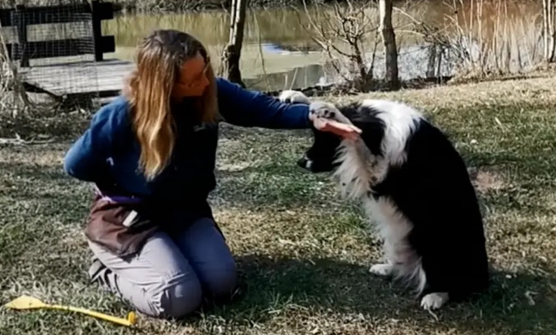 X Hundetrick: Hallo Kuckuck / Boomer