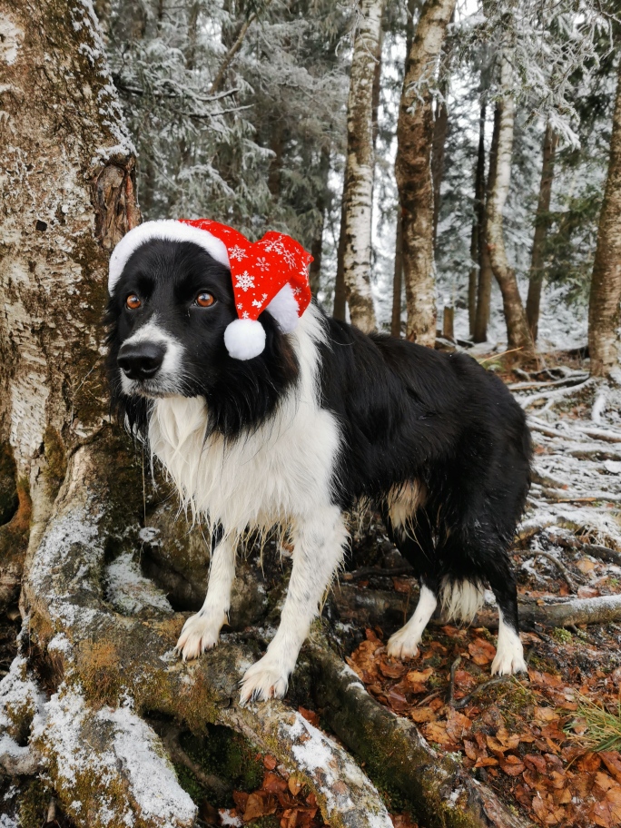 Foto Milino Nikolaus