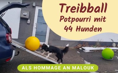 Potpourri vom Treibball Club – Und Hommage an Malouk