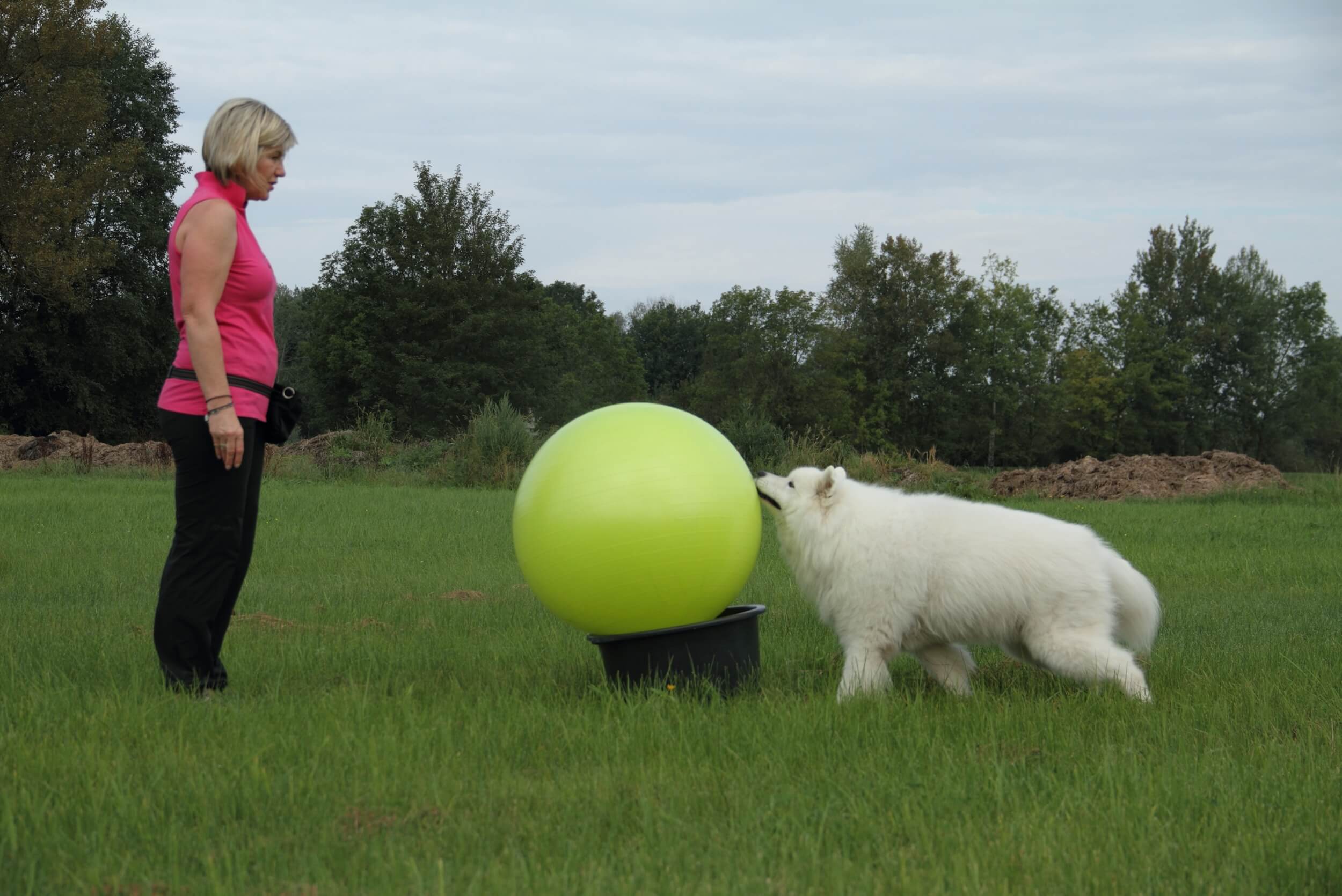 Treibball Samojede Ball auf Kuebel
