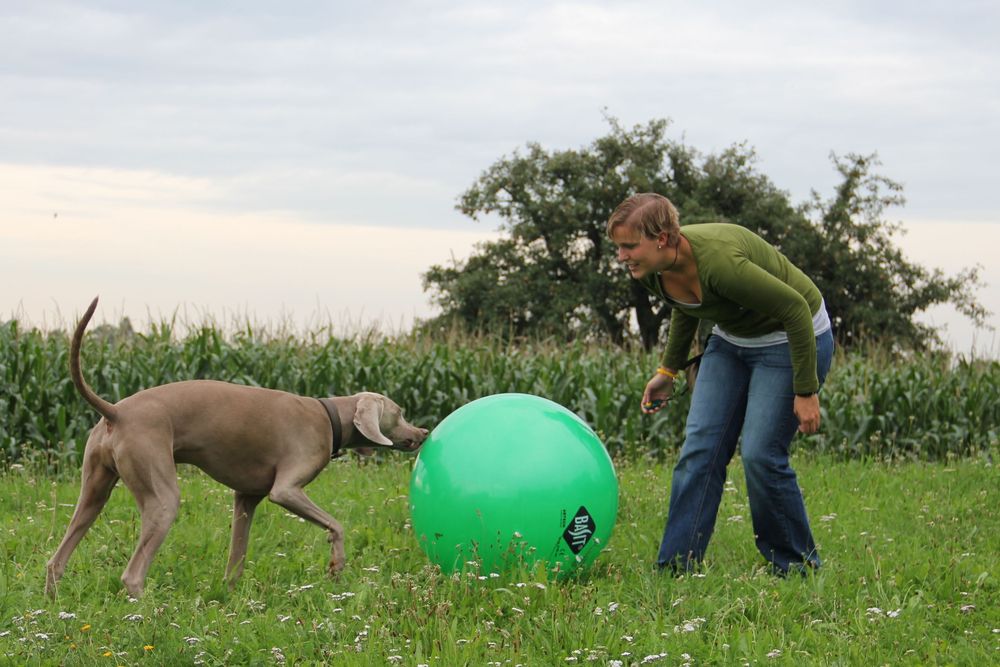 Treibball - Weimaraner