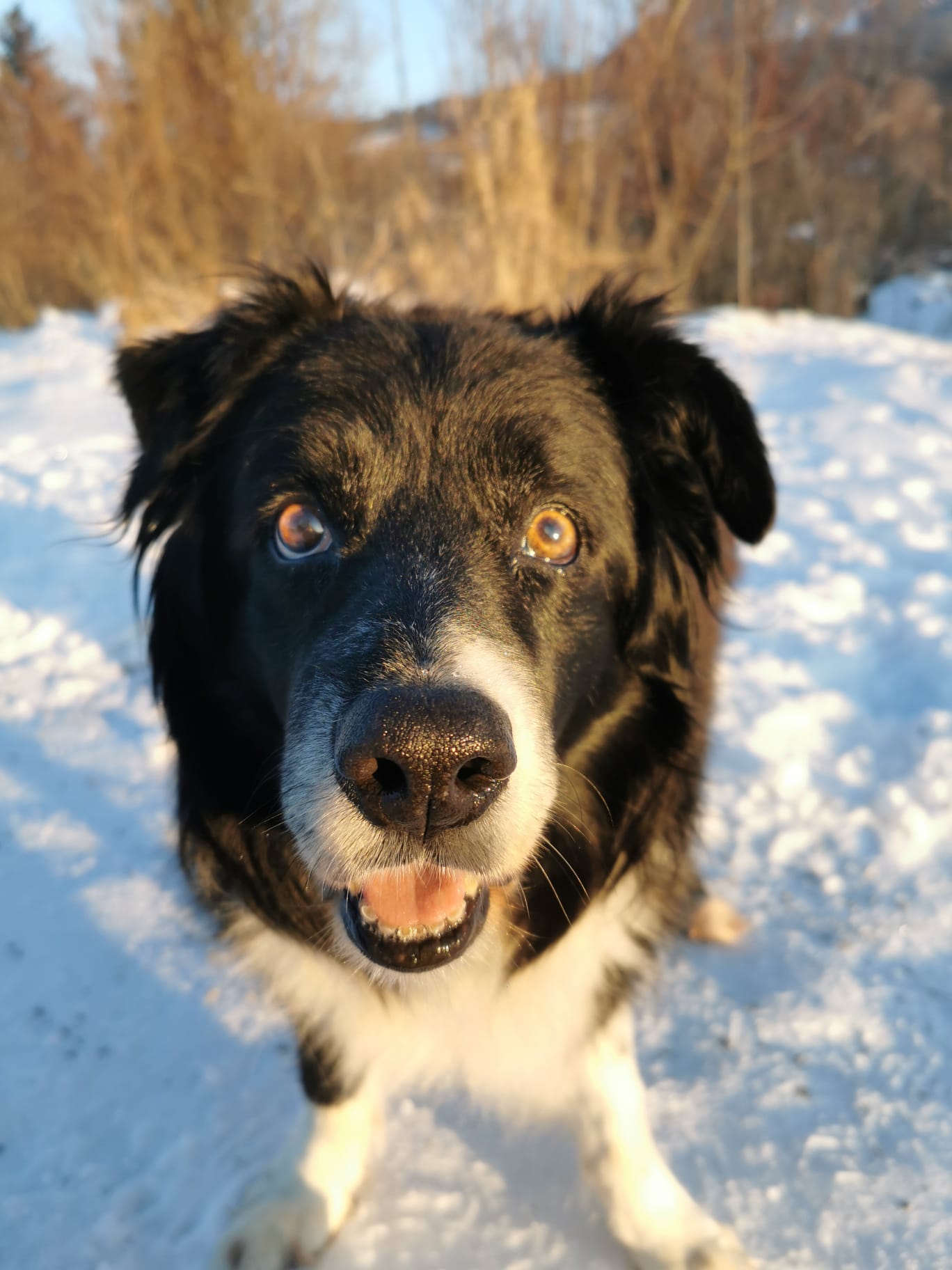 Merlin 14 im Schnee