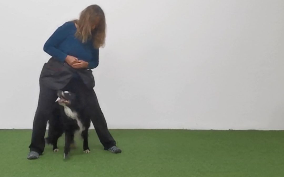 Minikurs – 5 fortgeschrittene Hundetricks zum Rückwärtsgehen