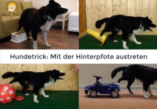 Zwei Minikurse zur Wahl – mit Hundetricks rund ums Rückwärtsgehen – Bild 5